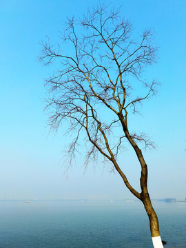 树