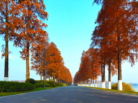 东湖绿道秋景