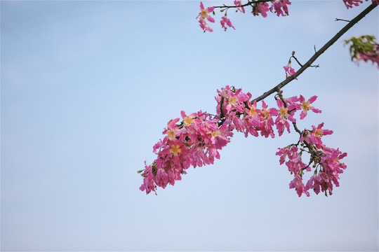 珠海横琴花海长廊钓鱼和沿岸景色