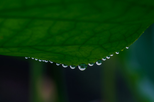 露珠水珠