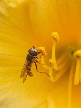 蜜蜂采花蜜