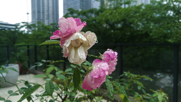 雨中玫瑰