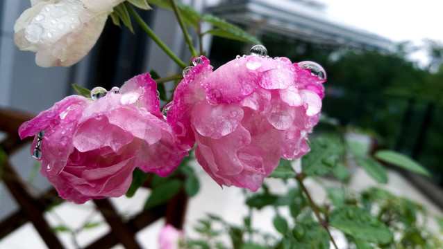 雨后花朵