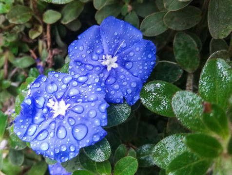 蓝色花