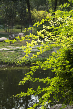 池塘边的绿叶