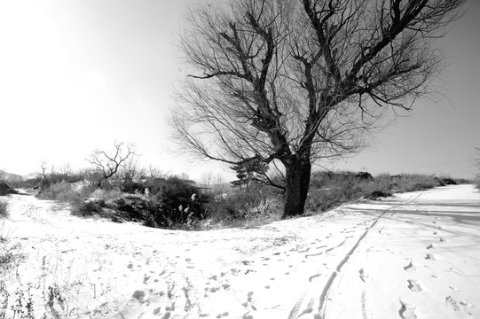 雪后原野