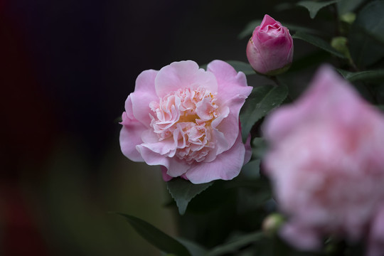 三朵粉红茶花