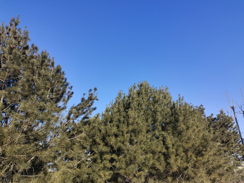 松树蓝天