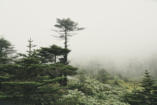 苍山松树林