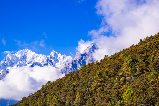 雪山森林