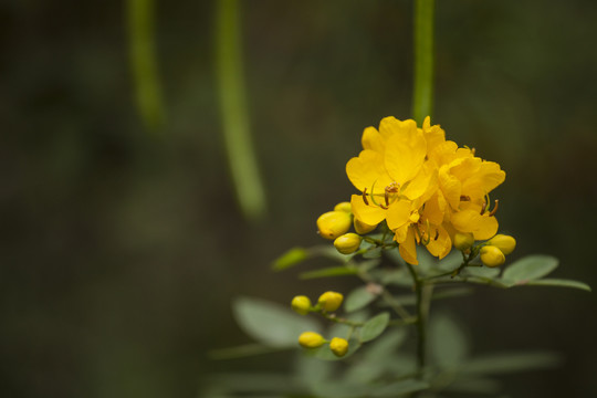 双荚决明开花