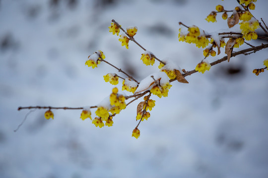 雪后腊梅