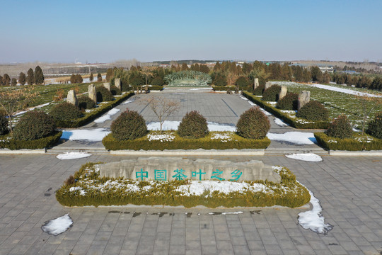 冬季茶园风光茶园雪景