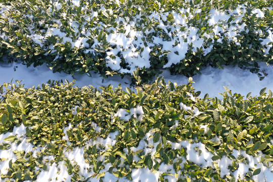 茶园雪后冬季茶园