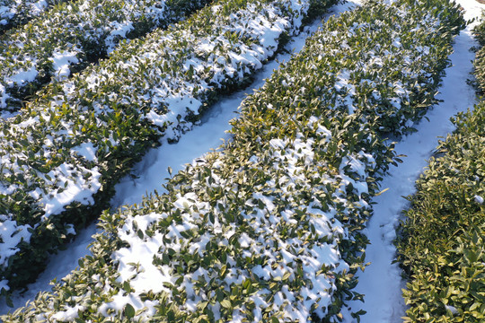 茶园雪后冬季茶园