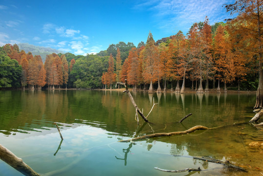 白云山落羽杉