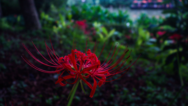 彼岸花特写