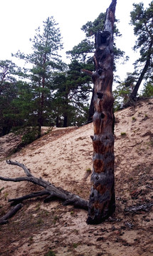 海拉尔国家森林公园中的枯木
