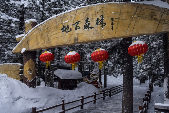 长白山景区地下森林