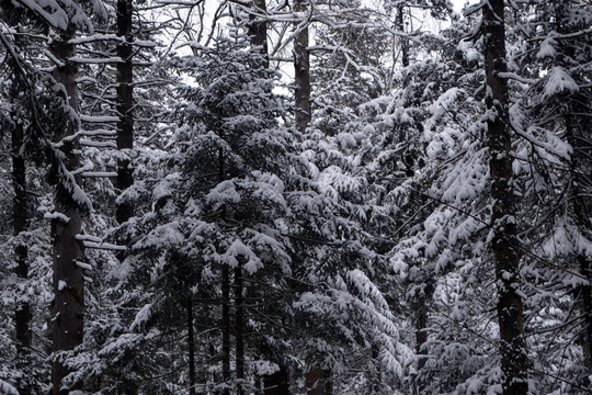 雪松