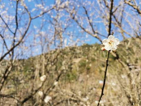 梅花