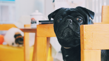 黑色巴哥犬