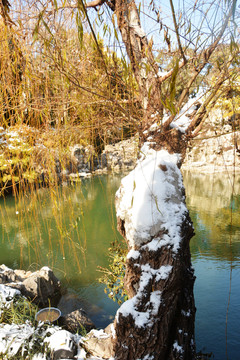 河边柳树积雪