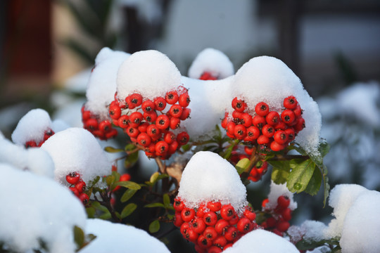 雪中红果