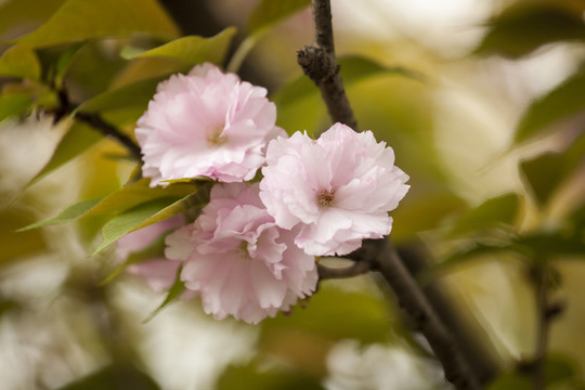 樱花