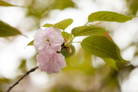 樱花