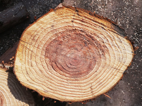 树木采伐木头木纹