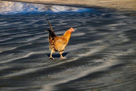 海滩上的鸡