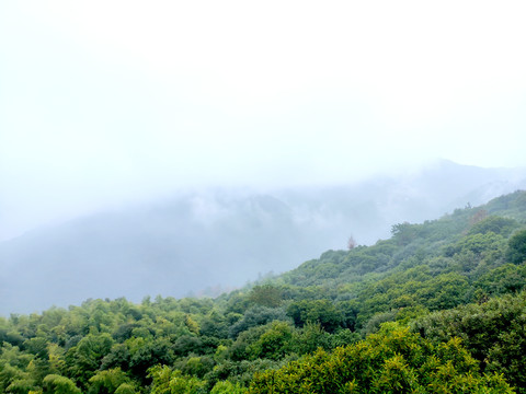 云雾缭绕的丫山原始森林