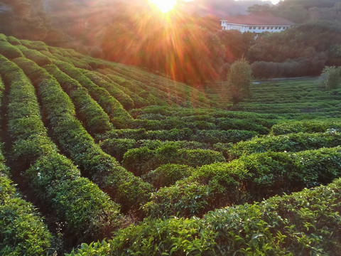 梅州雁南飞茶园