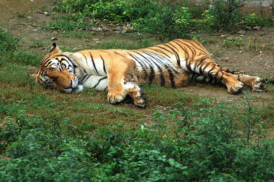 卧着的老虎