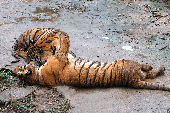 卧着的老虎