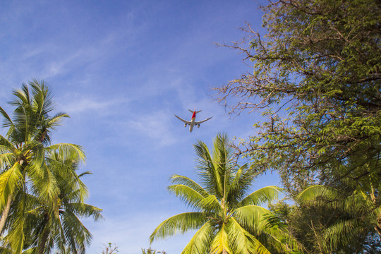 椰林仰望蓝天和飞机