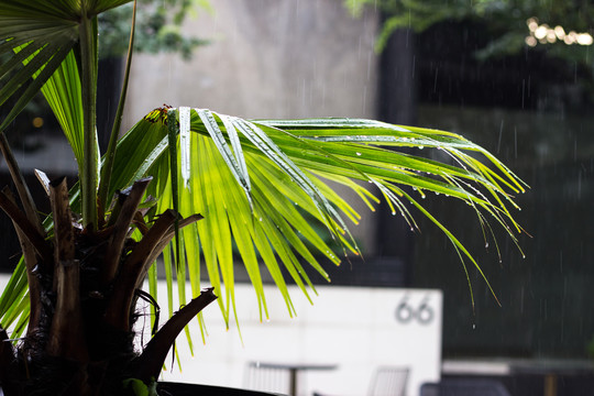 下雨天的植物