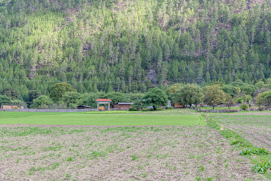 波密田园风光