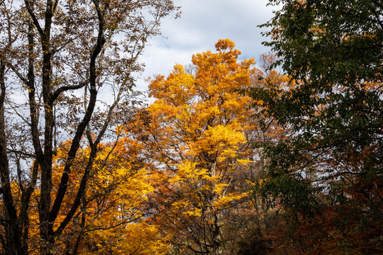 秋天的神农架风景