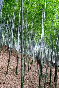 竹林