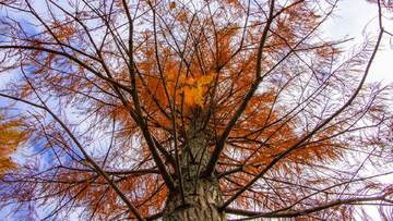 秋色上的落羽杉