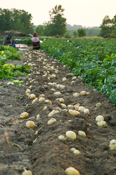 土豆产地