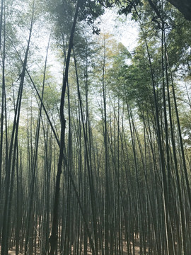 安吉竹林夏天