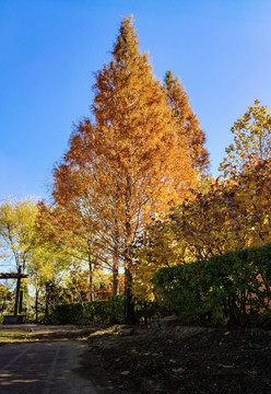 秋日松树