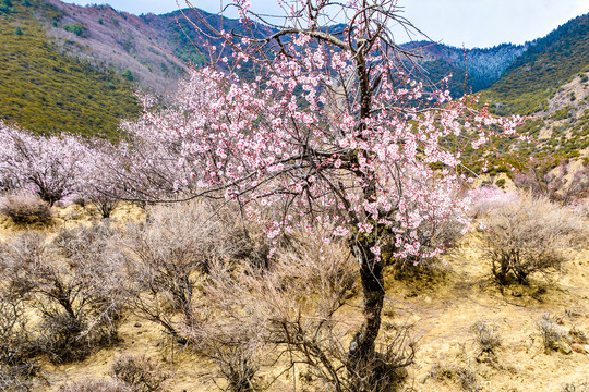 林芝风光