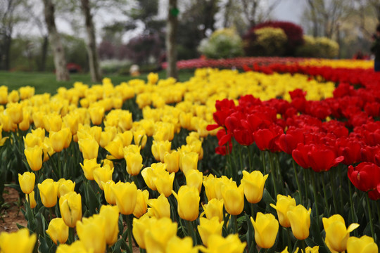 郁金香花海