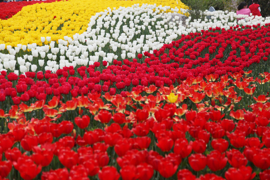 郁金香花海