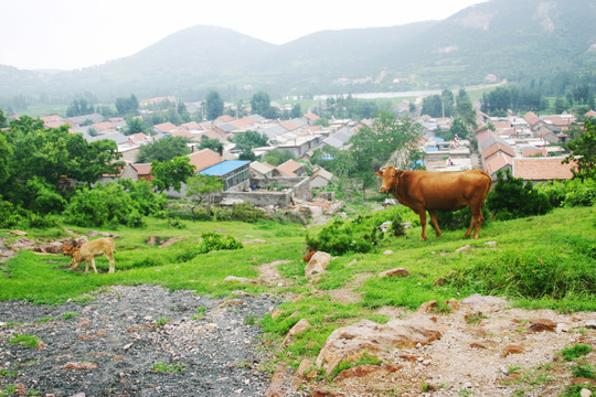 牛和小山村