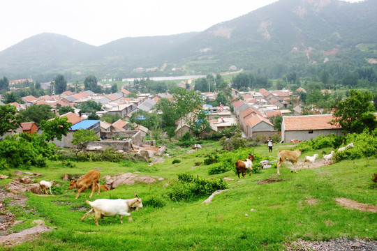 牛羊和小山村